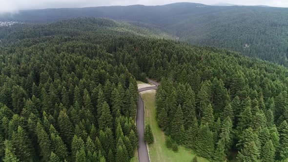 Asphalt road among pine trees.