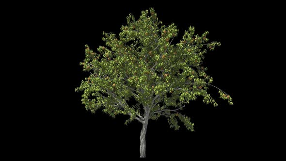 Peach Tree Isolated