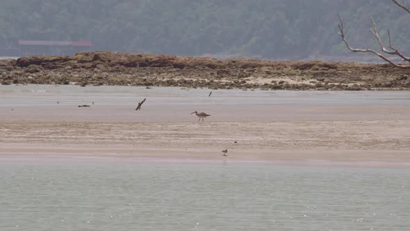 Whimbrel wading bird with long beak walking and feeding on the low tide sandy beach in a summer day