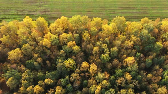 Flying Over a Field and Forest in Autumn, Yellow Trees Illuminated By the Sun, Aerial Top Down View