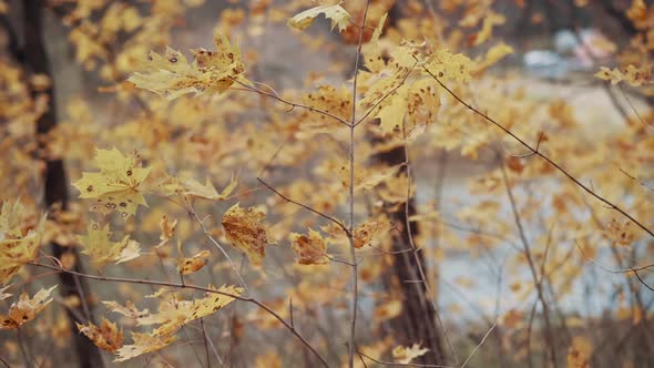 Yellowed Foliage Swaying in Wind