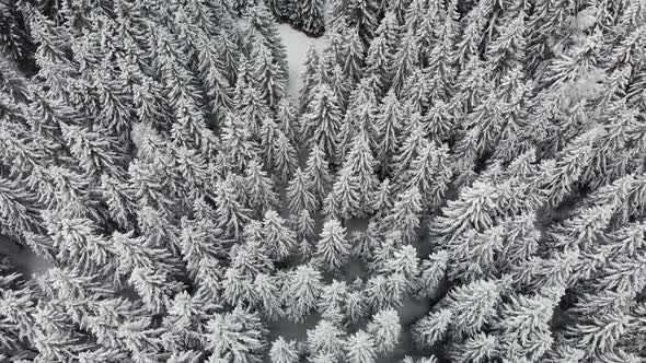 Drone Rising Over Snow Covered Frozen Pine Trees