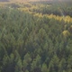 A Stunning View of the Autumn Forest with Green Coniferous Pines and Yellow Birches. Top View Drone - VideoHive Item for Sale
