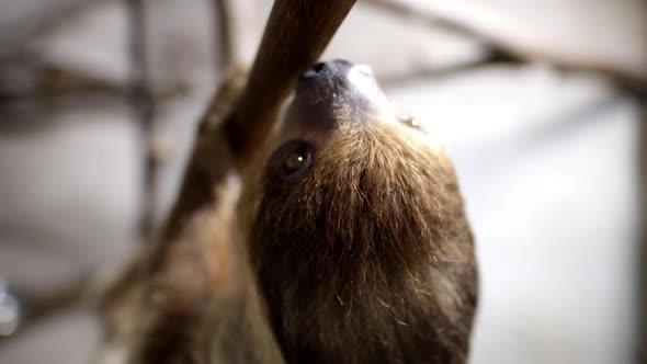 Slow motion climbing two toed sloth