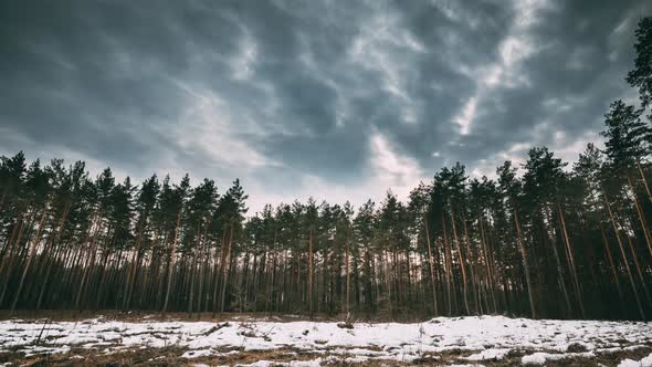 Deforestation Area Pine Forest At Cutting Site