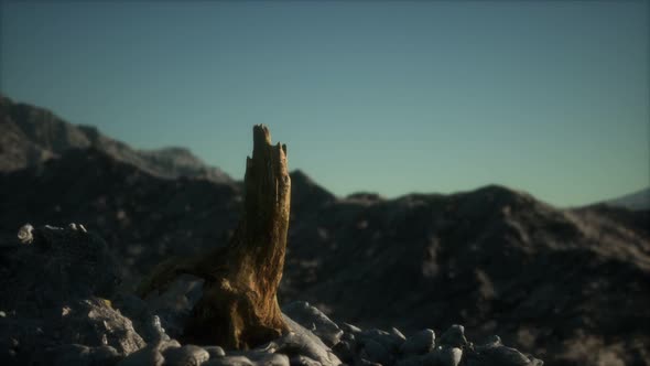 Dead Pine Tree at Granite Rock at Sunset