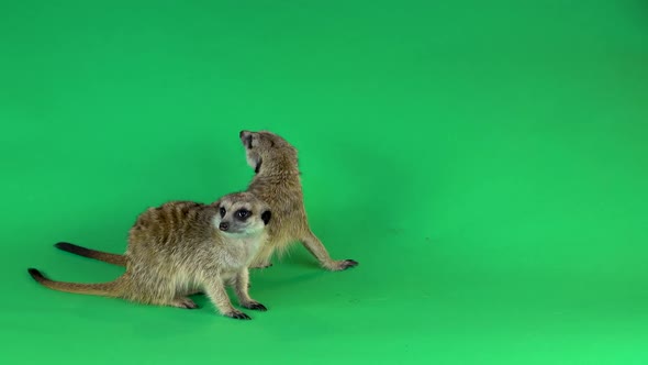 Two Meerkats Isolated on a Green Background Screen.