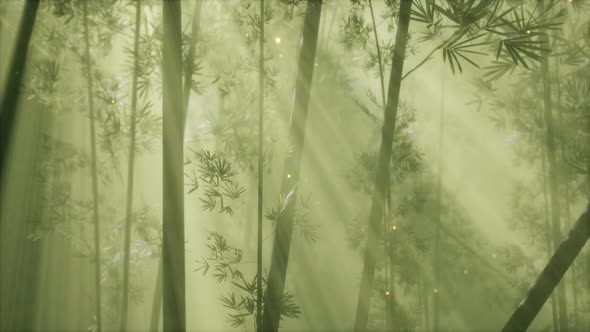 Asian Bamboo Forest with Morning Fog Weather