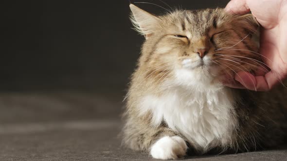 cat on black dark studio background, female hand caress sleepy cat, concept of pets