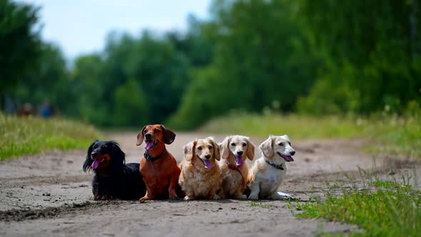 Different dog breeds. Looking straightforward. Different breeds of dogs are sitting in line on natur