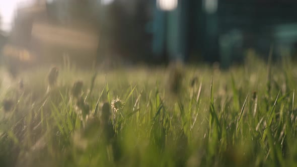 Green Grass in the Wind in the City Park