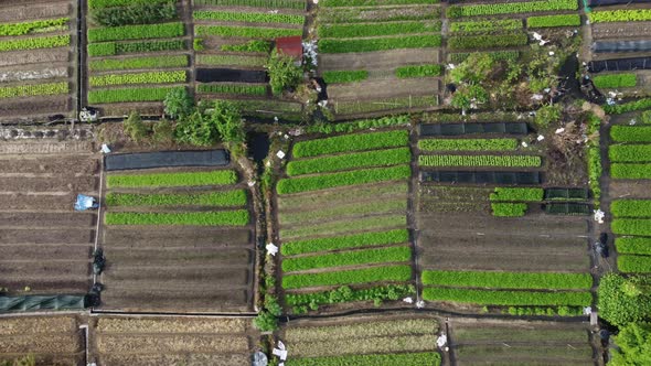 Vegetable farm in Malaysia