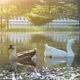 White goose in a pond in the park - VideoHive Item for Sale