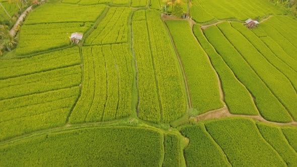 Landscape with Rice Terrace Field Bali, Indonesia