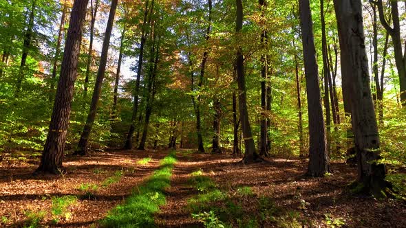 Walking in forest in the autumn at sunrise, Poland