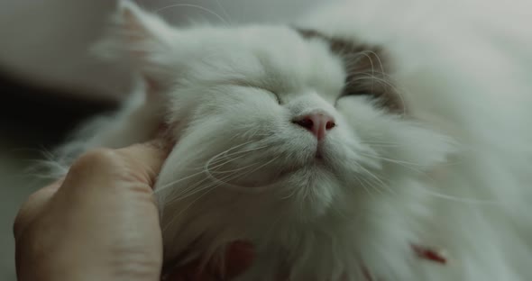 Close up hand of  human playing with adorable cat, Slow motion shot