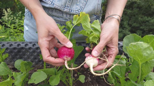 Slow motion shot of woman harvesting radishes from raised bed