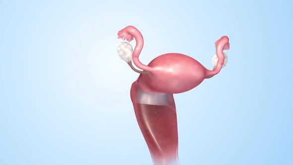 A female's internal reproductive organs are the vagina, uterus, fallopian tubes, and ovaries.