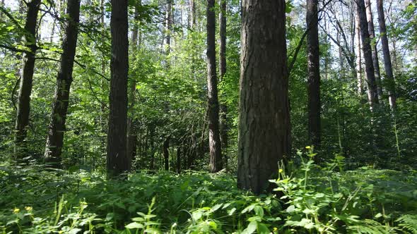 Beautiful Green Forest on a Summer Day Slow Motion