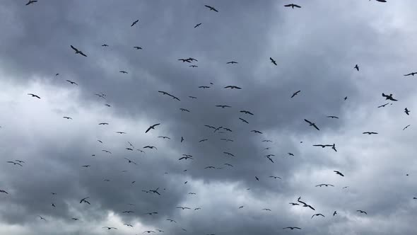 Large amount of seagulls in the sky.