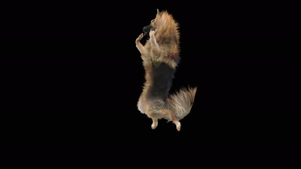 Dog Dance 4K