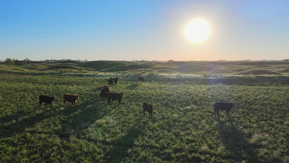 Forward aerial of cows on field at the Pampas, Argentina, at sunset