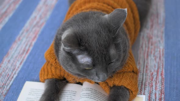 A Cute Gray Cat in a Brown Cardigan Lies on a Mat and Reads a Book