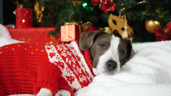 Cute Dog Wearing Christmas Sweater Lying Under The Tree At Home
