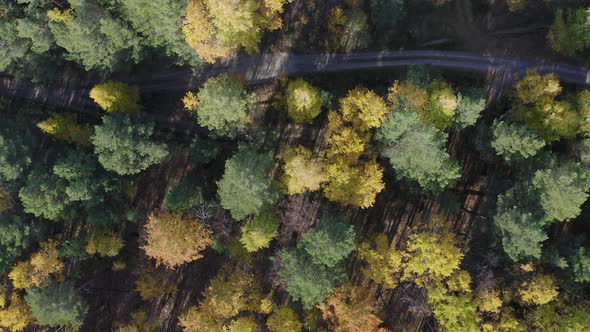 Aerial Footage of Colorful Forest in Autumn Season