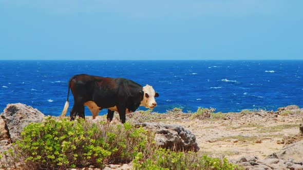 Wild cow wandering through oceanfront desert grazing land, SLOW MOTION