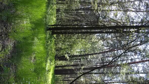 Vertical Video of Green Forest During the Day