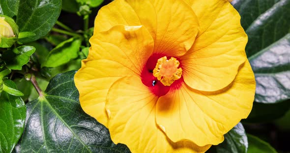 Detailed macro time lapse of a blooming yellow hibiscus flower