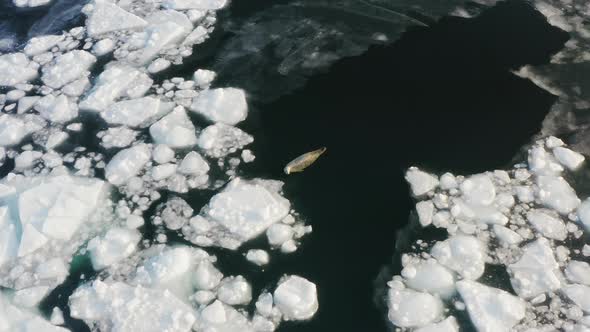 The Far Eastern Seal Dives Under Water Among the Ice Floes in Winter