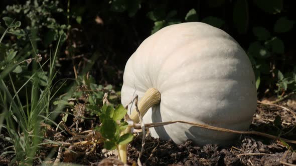 Slow motion of white pumpkin Cucurbita pepo close-up video