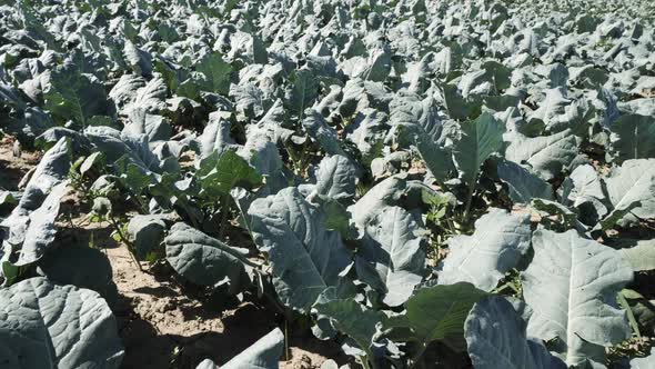 Young Сabbage Grows in the Farmer Field