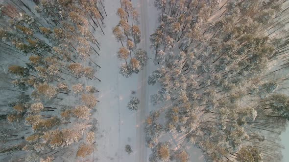 Beautiful Winter Pine Forest