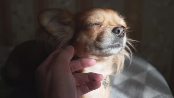 Adorable Funny Longhair Chihuaha Dog Sleeps on Plaid