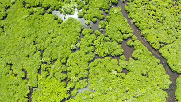 Aerial View of Mangrove Forest and River