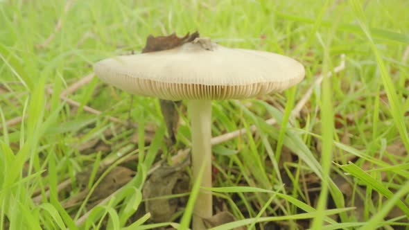 White Lamellar Mushroom Growing on Meadow Near Fallen Leaf