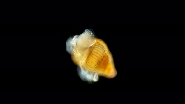a Larva of a Sea Snail Under a Microscope, Called Veliger, Class Gastropoda, Phylum Mollusca, a