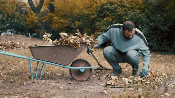 Garden Worker Loading Dry Leaves and Tree Branches on To a Wheelbarrow
