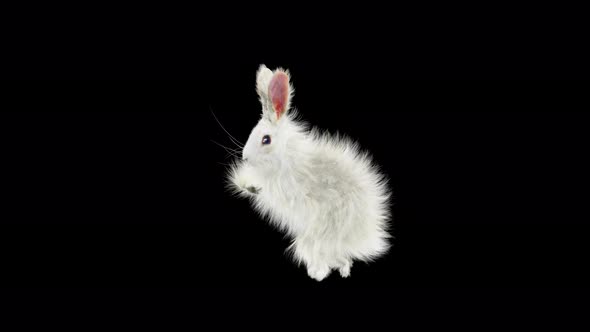 Rabbit Dancing 4K