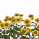 Sunflowers - VideoHive Item for Sale