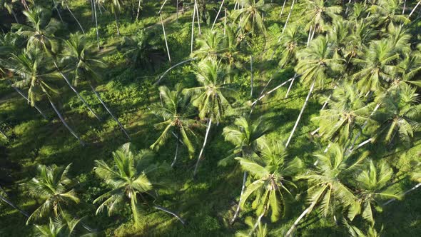 Coconut trees in green scenery plantation