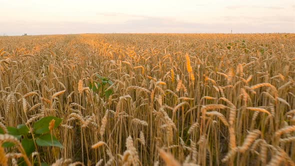 Beautiful Field with Wheat at Sunset