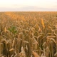 Beautiful Field with Wheat at Sunset - VideoHive Item for Sale