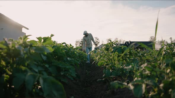 Man Walks Around His Garden Checking His Plants and Vegetables on a Sunny Day