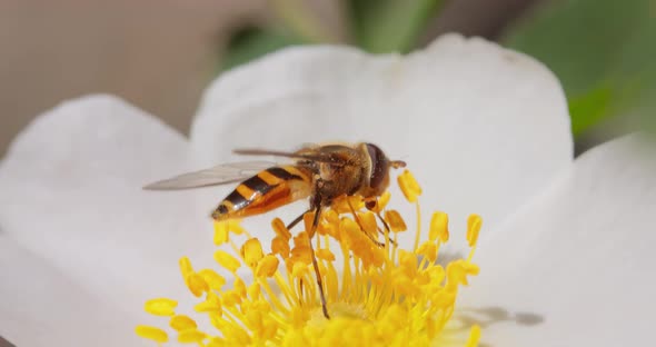 Hoverflies Flower Flies or Syrphid Flies Insect Family Syrphidae