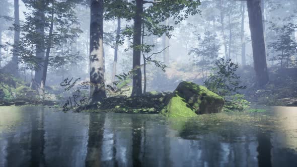 Mist on Pond in Forest with Fog