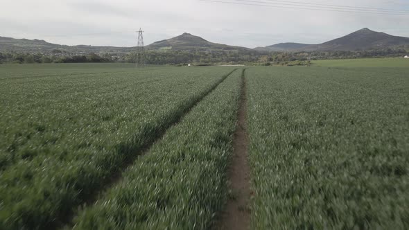 Tractor Tracks In An Organic Countryside Fields With Scenic Mountain View In Background In Ireland.